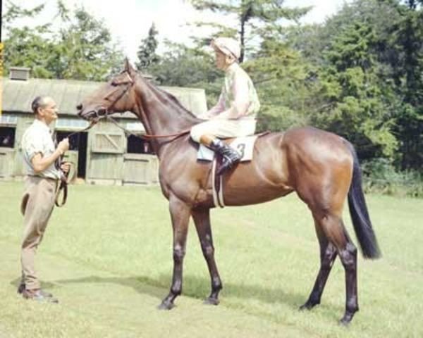 broodmare Lupe xx (Thoroughbred, 1967, from Primera xx) broodmare Lupe xx (Thoroughbred, 1967, from Primera xx)