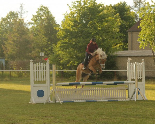 dressage horse Bavaria 21 (Haflinger, 2006, from Niron (6,25% ox))