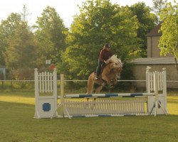 dressage horse Bavaria 21 (Haflinger, 2006, from Niron (6,25% ox))