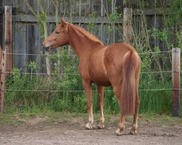 Dressurpferd Daisy 974 (Hannoveraner, 2013, von Krazy King)