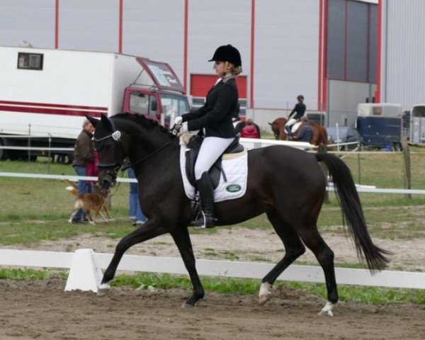 broodmare Declare (Hanoverian, 2004, from Der Lord)