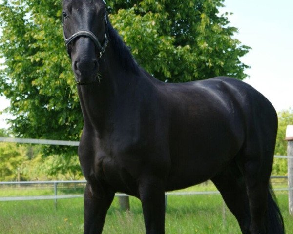 Pferd Rubinio 64 (Oldenburger, 2008, von Rubinero 2)