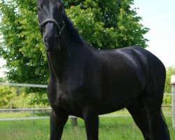 Pferd Rubinio 64 (Oldenburger, 2008, von Rubinero 2)