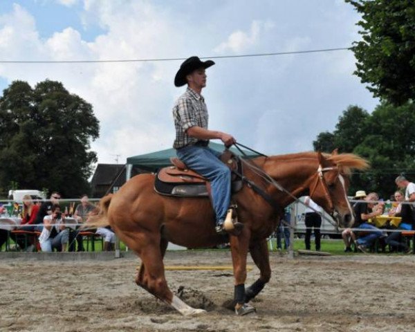 horse BH`Vision (Quarter Pony, 2010, from BH IS Dun)