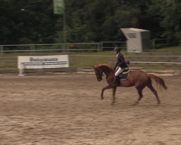Reitturnier Lgl.-Oberhain, B95 2020