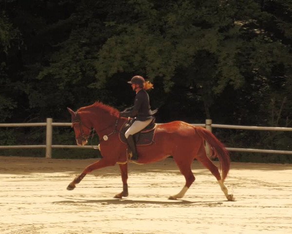 Reitturnier Losheim 2020
