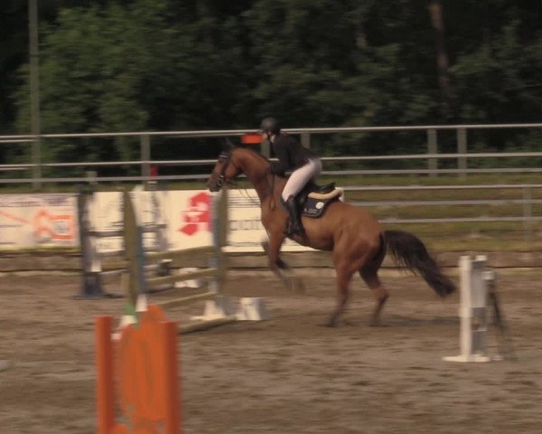 Reitturnier Lgl.-Oberhain, B95 2020