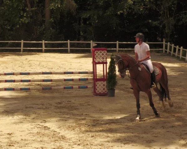 Reitturnier Losheim 2020