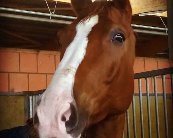 dressage horse Waikiki (Hanoverian, 2007, from Weltmeyer)