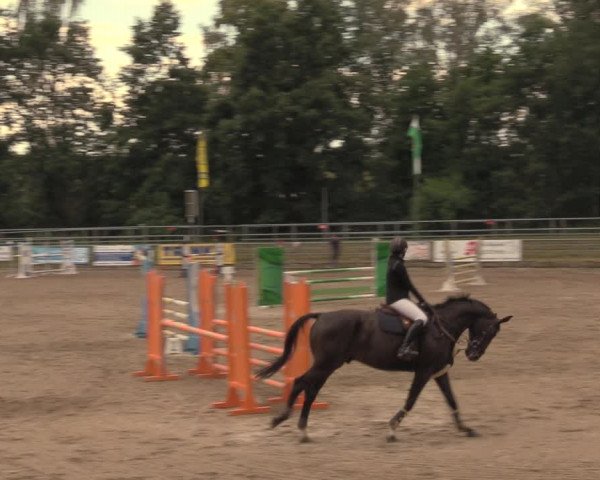 Reitturnier Lgl.-Oberhain, B95 2020