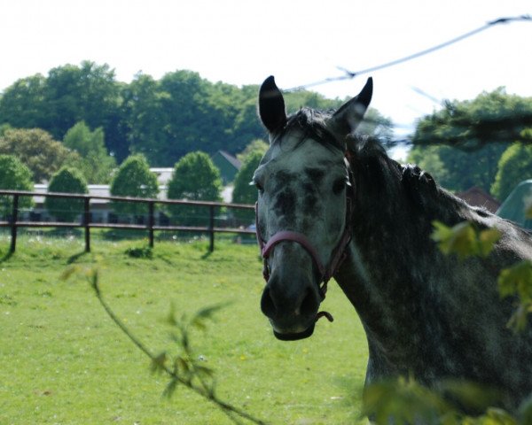jumper Chevalier de Charmeur (Holsteiner, 2009, from Cancara)