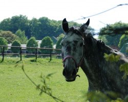 jumper Chevalier de Charmeur (Holsteiner, 2009, from Cancara)