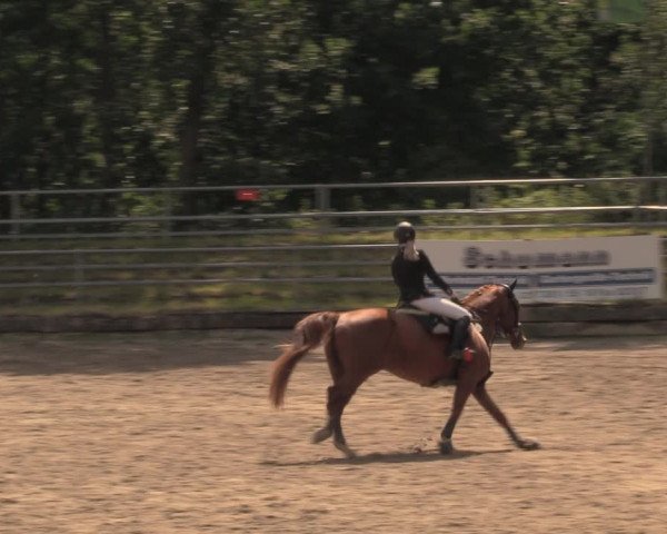 Reitturnier Lgl.-Oberhain, B95 2020