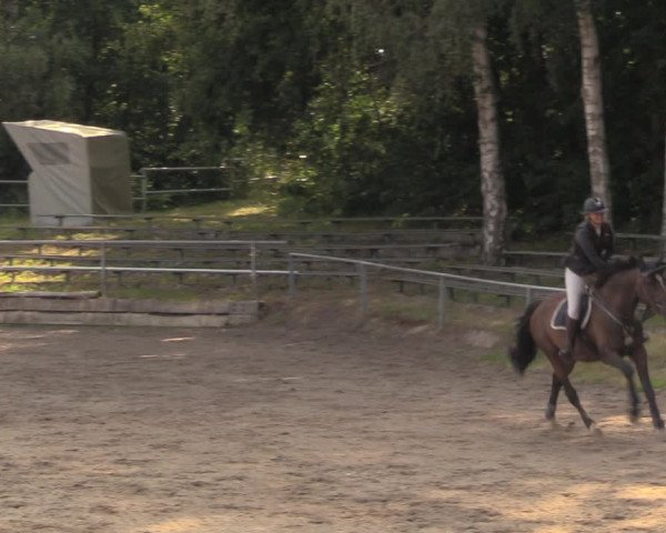 Reitturnier Lgl.-Oberhain, B95 2020