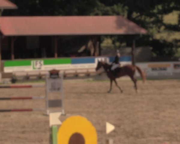 Reitturnier Lgl.-Oberhain, B95 2020