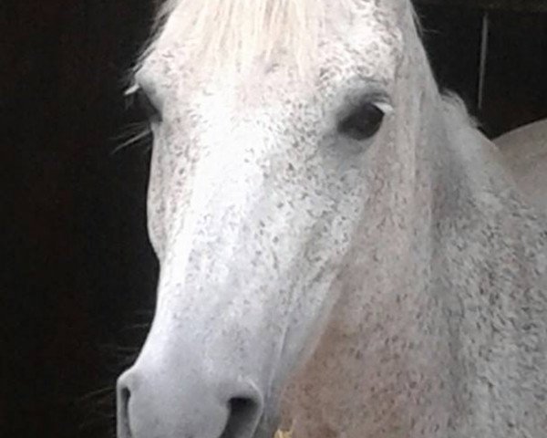 dressage horse Jolly Jumper 291 (German Riding Pony, 1999, from Poldy)