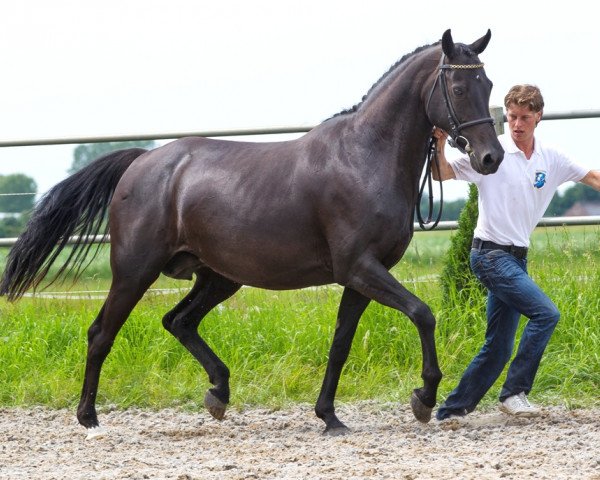 horse Renaissance M (Holsteiner, 2001, from Lorentin I)