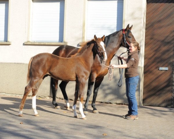 horse Hengst von Don Deluxe (Oldenburg, 2015, from Don Deluxe)