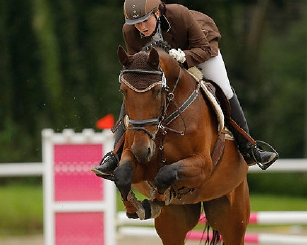 dressage horse Centara 2 (Hanoverian, 2004, from Conteur)