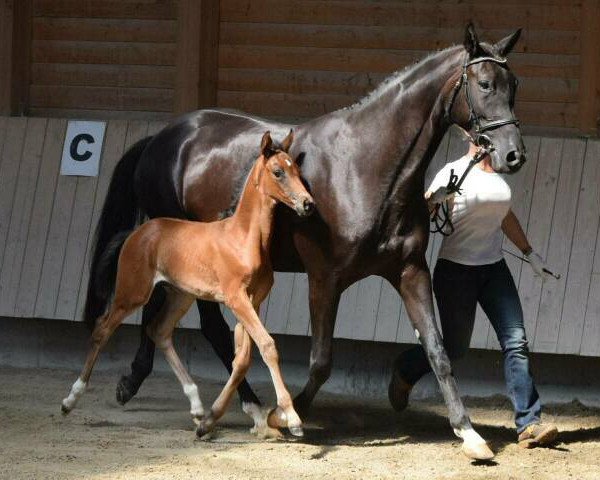 horse Koko Kahlùa (Trakehner, 2014, from Summertime)