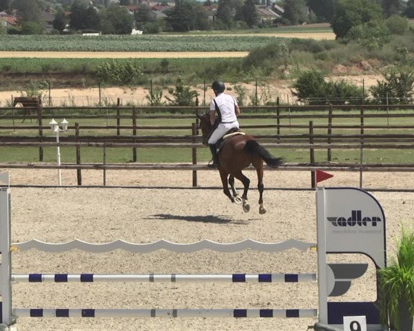 Reitturnier Worms-Pfeddersheim / Reitsportanlage Wittemer 2020