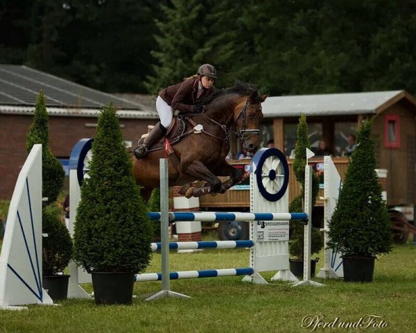 Springpferd Grandessa 391 (Oldenburger, 2006, von Glock's Johnson TN)