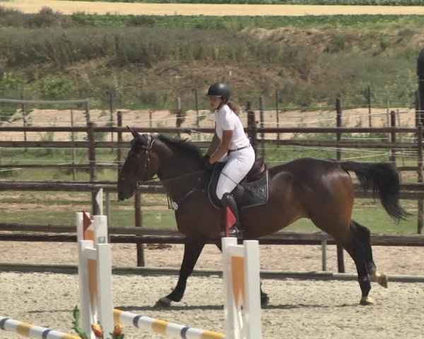 Reitturnier Worms-Pfeddersheim / Reitsportanlage Wittemer 2020