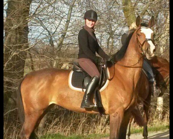 jumper Candice mon coeur (Oldenburg, 2009, from Cashman)