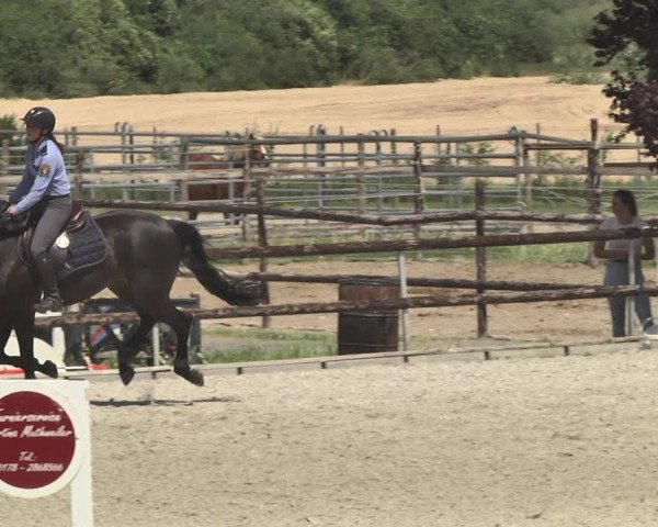 Reitturnier Worms-Pfeddersheim / Reitsportanlage Wittemer 2020