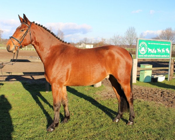 horse Enorm (Heavy Warmblood, 2012, from Elbcapitän)
