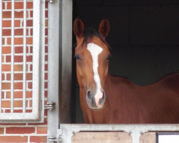 Dressurpferd Lagano 11 (Oldenburger, 2009, von Landsieger I)