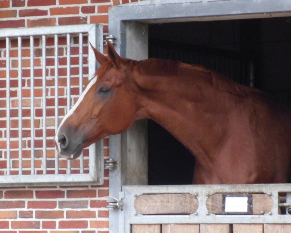broodmare Persika (Oldenburg, 1999, from Don Gregory)