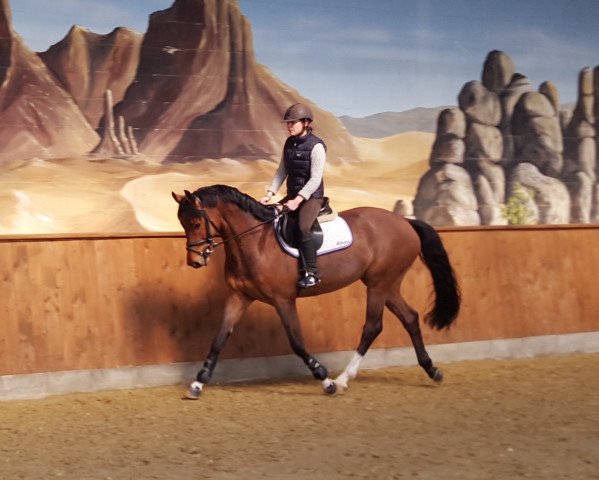 Springpferd Apachi 25 (Westfale, 2009, von Arpeggio)