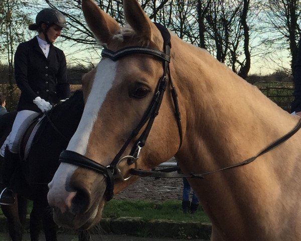 jumper Riviera 74 (Polish Warmblood, 2009, from Bastion)