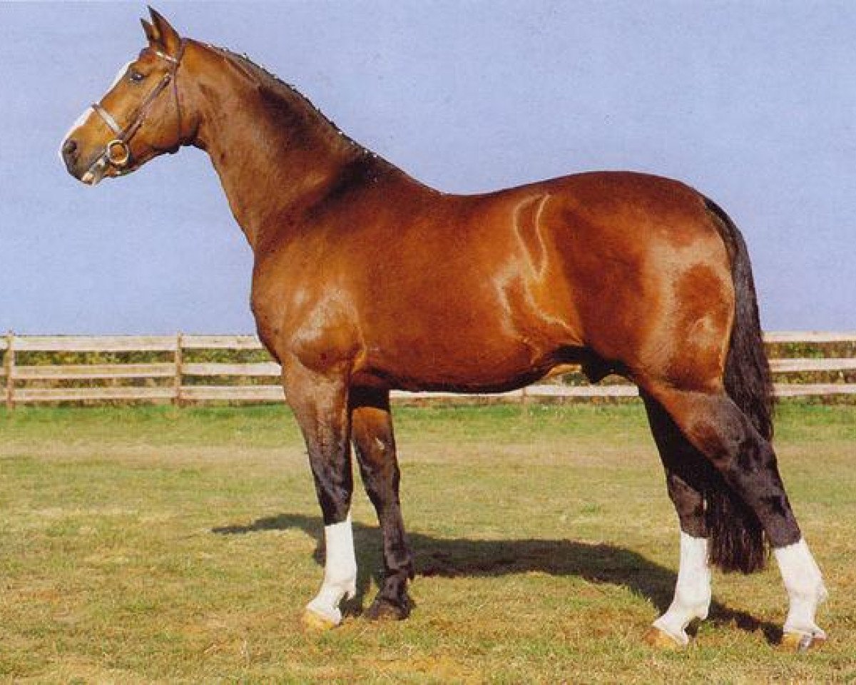 stallion Fantastique (Selle Français, 1971, from Ibrahim)