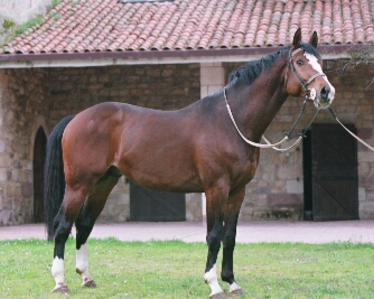 stallion Jaleo du Defey (Selle Français, 1997, from Ramiro Z)