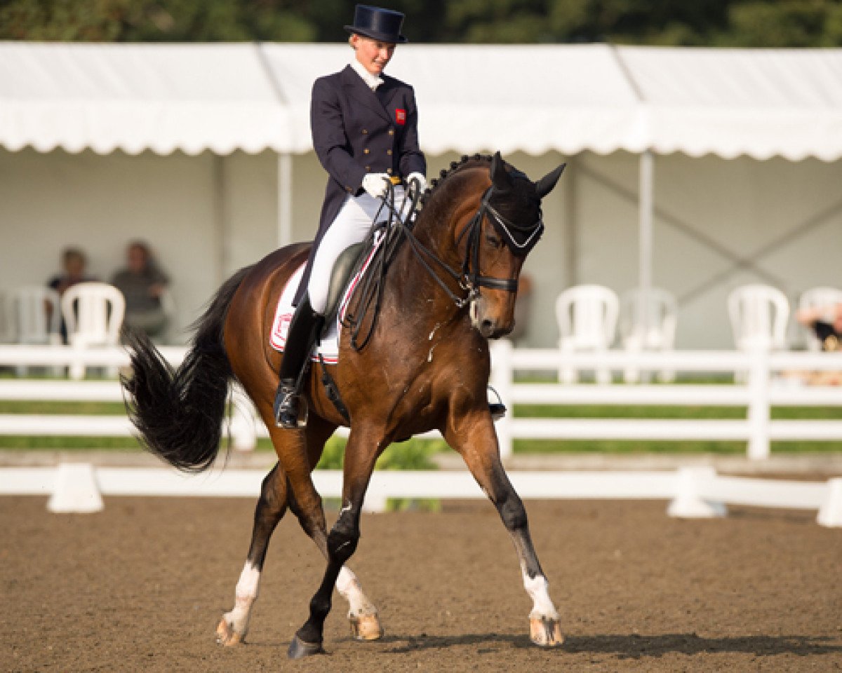 dressage horse Rubin Al Asad (Hanoverian, 2002, from Rubin Royal OLD)