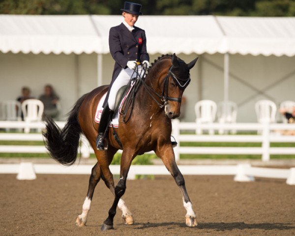 dressage horse Rubin Al Asad (Hanoverian, 2002, from Rubin Royal OLD)
