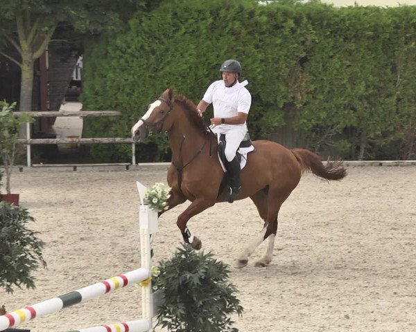 Reitturnier Worms-Pfeddersheim / Reitsportanlage Wittemer 2020