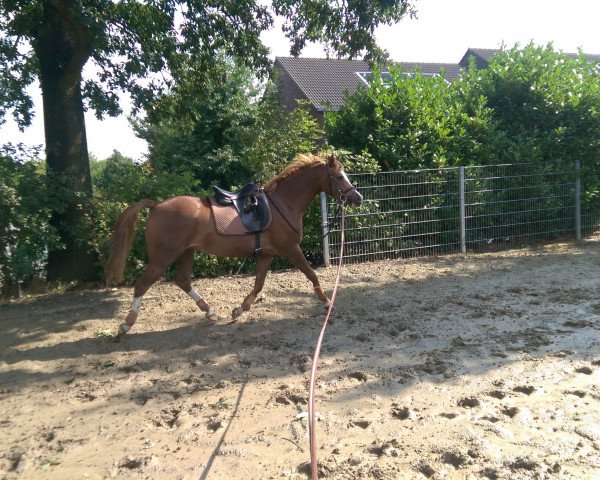 horse Carlsson vom Dach 4 (German Riding Pony, 2009, from Joldis Charmant)