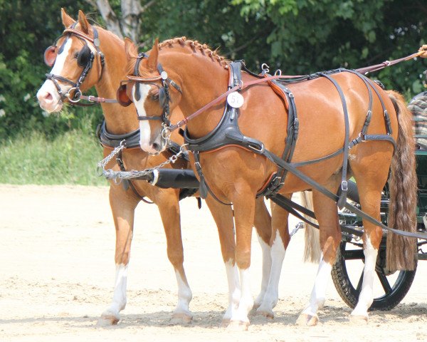 horse Jessen (German Riding Pony, 2006, from Jockers Golden Boy)