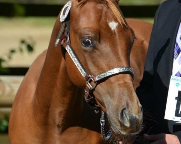 Pferd Woody (Quarter Horse, 2015) Pferd Woody (Quarter Horse, 2015)