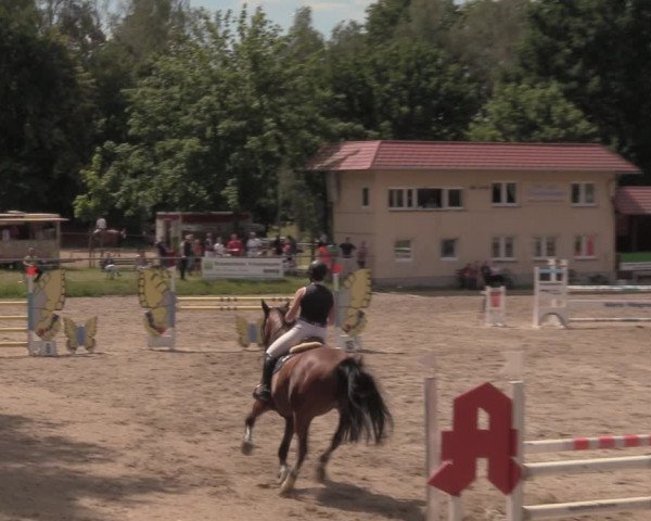 Reitturnier Lgl.-Oberhain, B95 2020