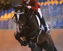 jumper Campina (Oldenburg show jumper, 2009, from Codec)