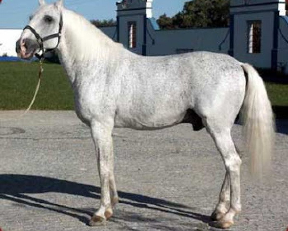stallion Universo (Lusitano, 1978, from Lidador II)