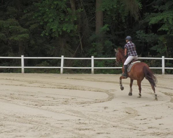 Reitturnier Losheim 2020