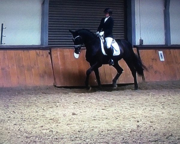 Dressurpferd Schlawiner 34 (Trakehner, 2004, von Argonaut)