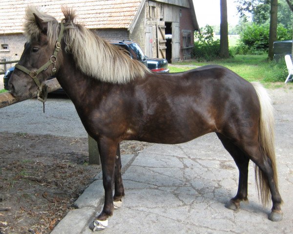 Zuchtstute Stjarna vom Quillerhof (Islandpferd, 2006, von Lettir vom Quillerhof) Zuchtstute Stjarna vom Quillerhof (Islandpferd, 2006, von Lettir vom Quillerhof)