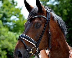 Dressurpferd Faedon (Oldenburger, 2009, von Florencio I)