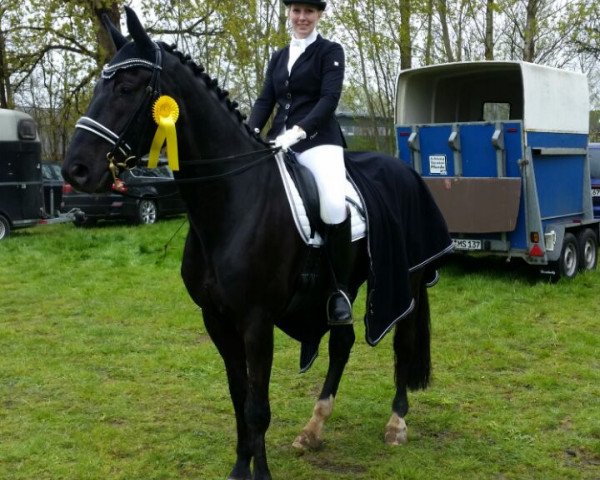 Dressurpferd King Louis A (Oldenburger, 2004, von King Arthur TSF) Dressurpferd King Louis A (Oldenburger, 2004, von King Arthur TSF)